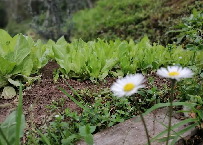 Il Metato Di Gallena Frühstückspension